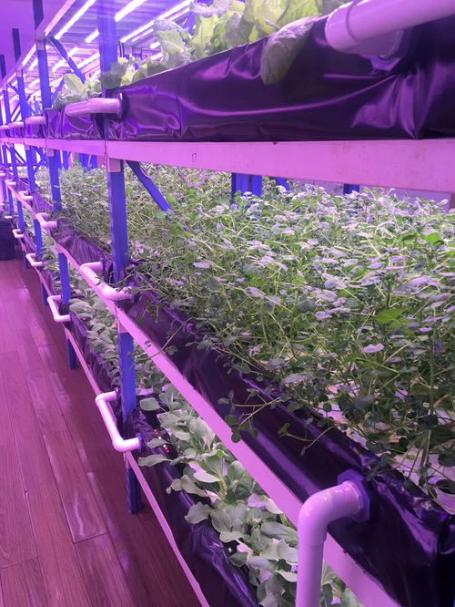 led植物灯补光灯生长灯 植物工厂专用灯可定制光谱产品图片高清大图